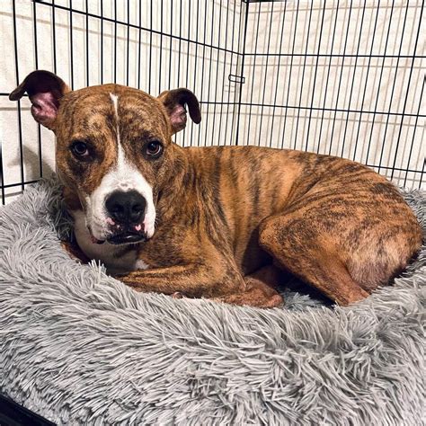 pitbull mixed with catahoula